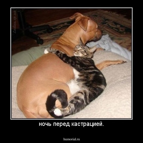 ночь перед кастрацией.