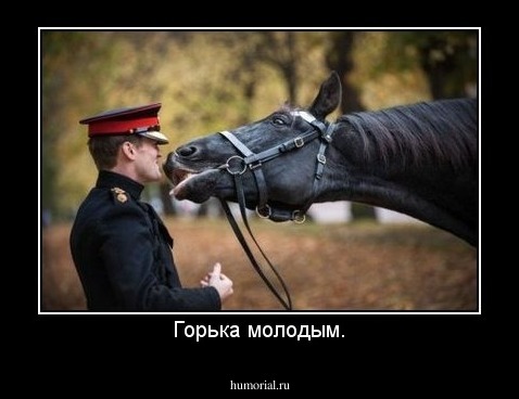 Горька молодым.