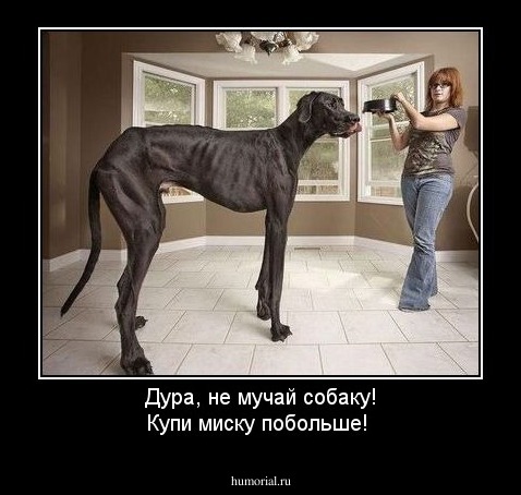 Дура, не мучай собаку! Купи миску побольше!