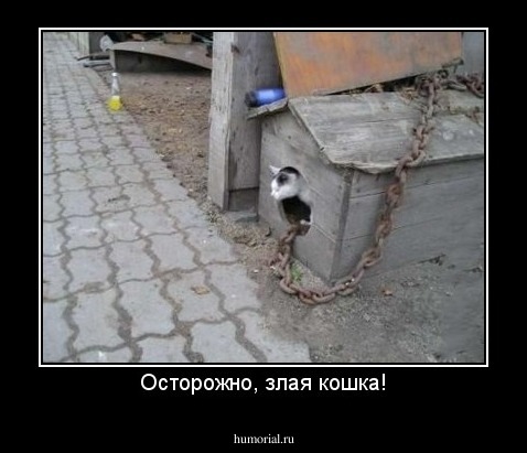 Осторожно, злая кошка!