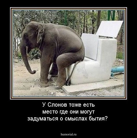 У Слонов тоже есть место где они могут задуматься о смыслах бытия?