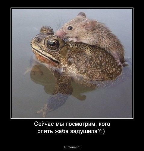 Сейчас мы посмотрим, кого опять жаба задушила?:)
