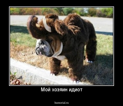 Мой хозяин идиот