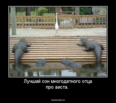 Лучший сон многодетного отца про аиста.