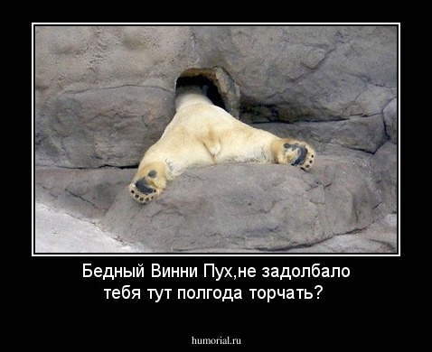 Бедный Винни Пух,не задолбало тебя тут полгода торчать?