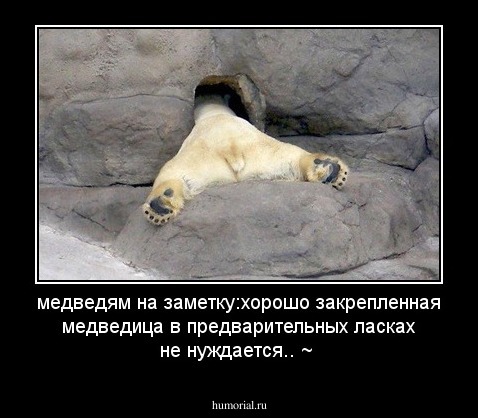 медведям на заметку:хорошо закрепленная медведица в предварительных ласках не нуждается.. ~