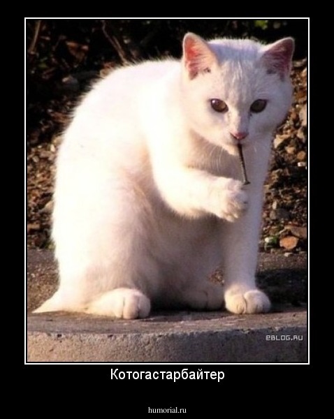 Котогастарбайтер