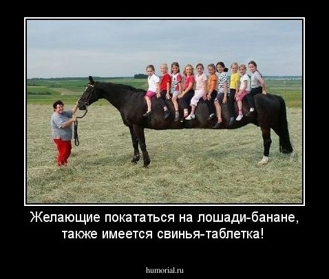 Желающие покататься на лошади-банане, также имеется свинья-таблетка!