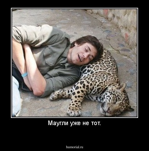 Маугли уже не тот.

