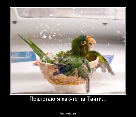 Прилетаю я как-то на Таити...