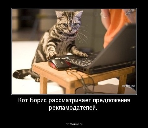 Кот Борис рассматривает предложения рекламодателей.