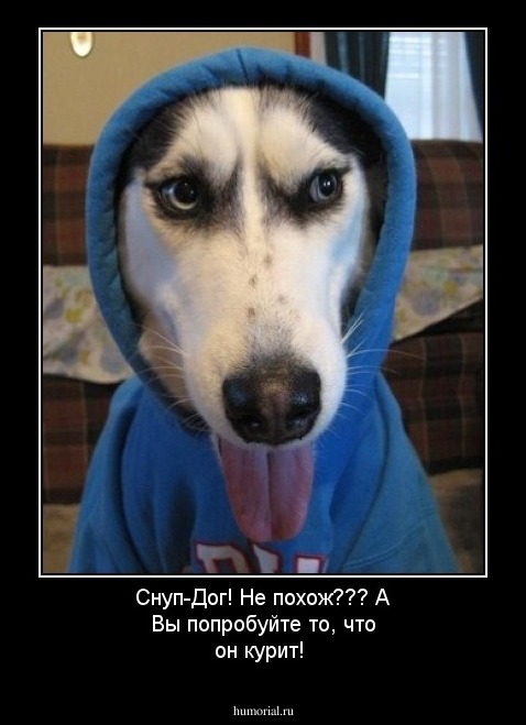 Снуп-Дог! Не похож??? А Вы попробуйте то, что он курит!