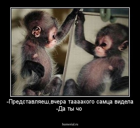 -Представляеш,вчера таааакого самца видела
-Да ты чо