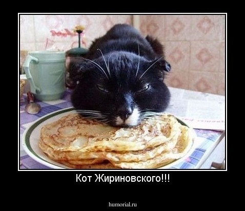 Кот Жириновского!!!
