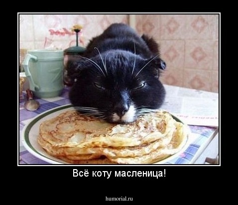 Всё коту масленица!