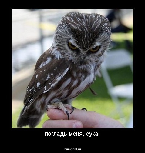 погладь меня, сука!