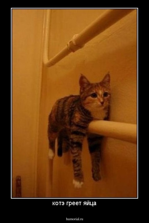котэ греет яйца
