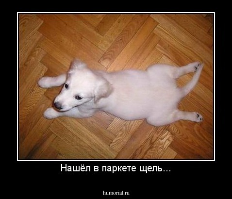 Нашёл в паркете щель...