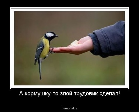 А кормушку-то злой трудовик сделал!