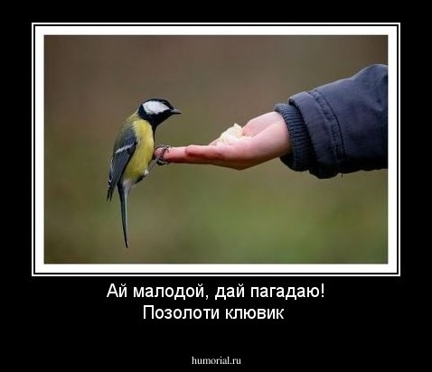 Ай малодой, дай пагадаю! Позолоти клювик