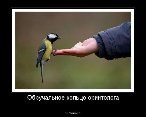 Обручальное кольцо оринтолога