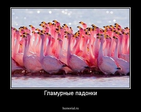 Гламурные падонки