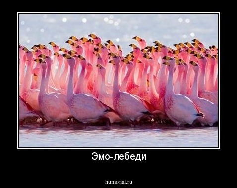 Эмо-лебеди