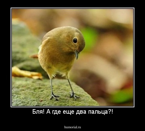 Бля! А где еще два пальца?!