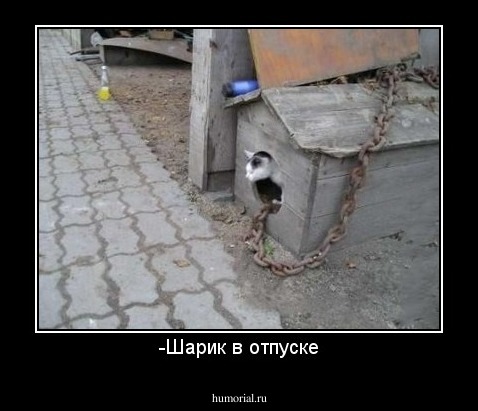 -Шарик в отпуске
