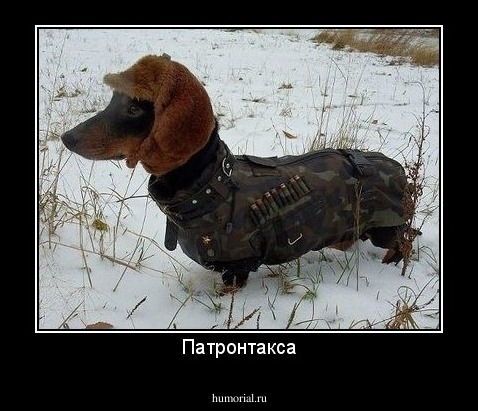 Патронтакса