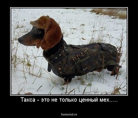 Такса - это не только ценный мех.....