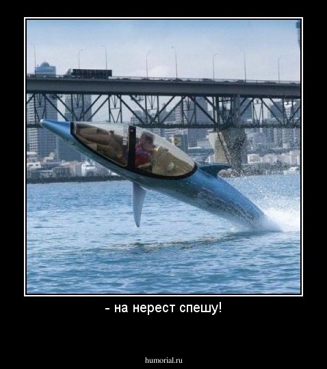 - на нерест спешу!
