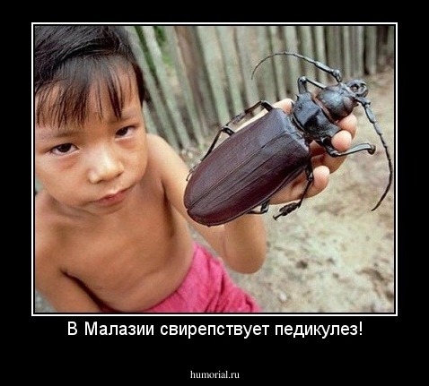 В Малазии свирепствует педикулез!