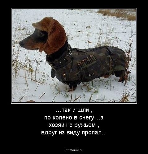 …так и шли , по колено в снегу…а хозяин с ружьем , вдруг из виду пропал..
