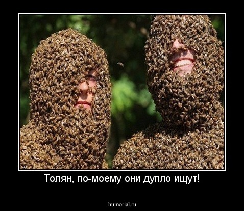 Толян, по-моему они дупло ищут!