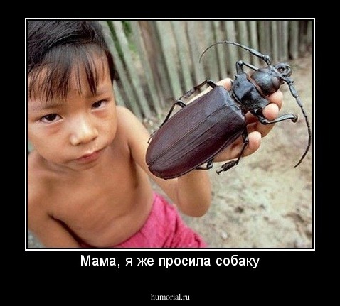Мама, я же просила собаку