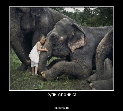 купи слоника