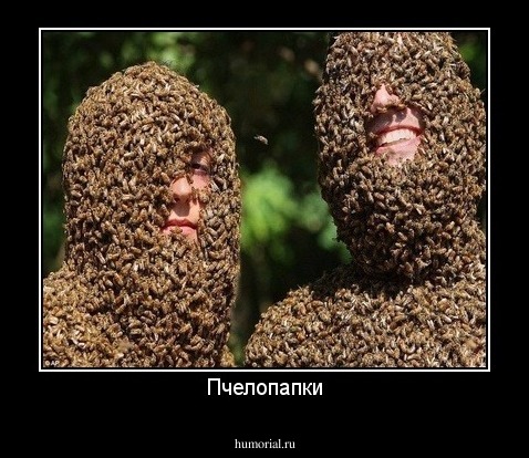 Пчелопапки