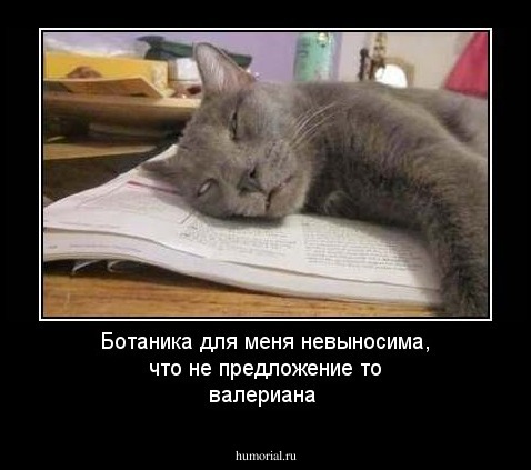 Ботаника для меня невыносима, что не предложение то валериана