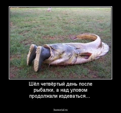Шёл четвёртый день после рыбалки, а над уловом продолжали издеваться...
