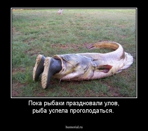 Пока рыбаки праздновали улов, рыба успела проголодаться.