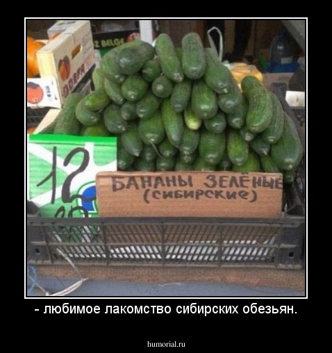 - любимое лакомство сибирских обезьян.