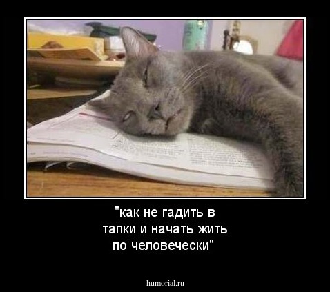 "как не гадить в тапки и начать жить по человечески"