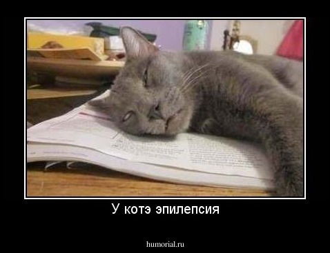 У котэ эпилепсия