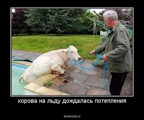 корова на льду дождалась потепления