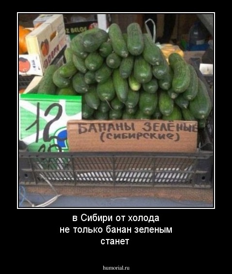 в Сибири от холода не только банан зеленым станет