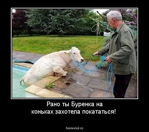 Рано ты Буренка на коньках захотела покататься!