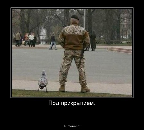 Под прикрытием.
