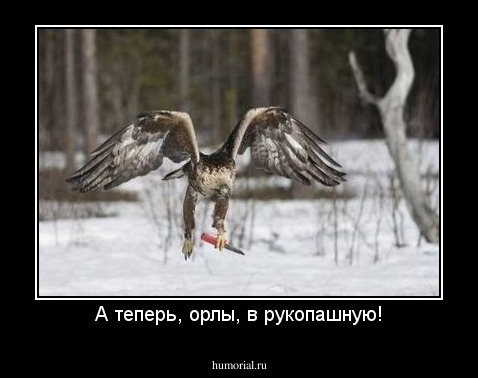 А теперь, орлы, в рукопашную!