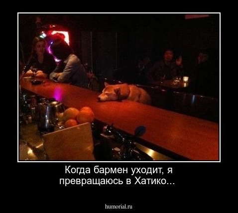 Когда бармен уходит, я превращаюсь в Хатико...